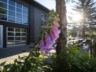 Brewery Front Yard Flowers